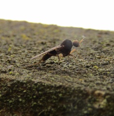 Sylvicola neozelandicus