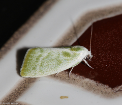 Earias albovenosana