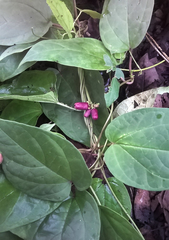 Heterostemma deccanense