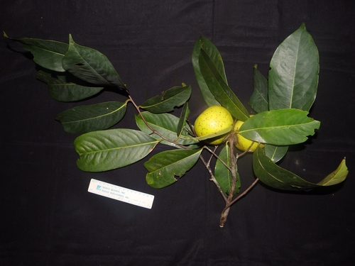 Diospyros papuana