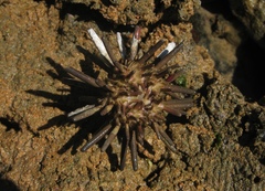 Eucidaris tribuloides image