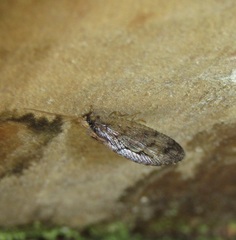 Wesmaelius subnebulosus