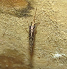 Wesmaelius subnebulosus