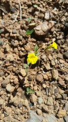 Erythranthe pulsiferae