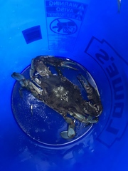 Callinectes sapidus