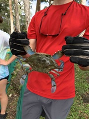 Callinectes sapidus
