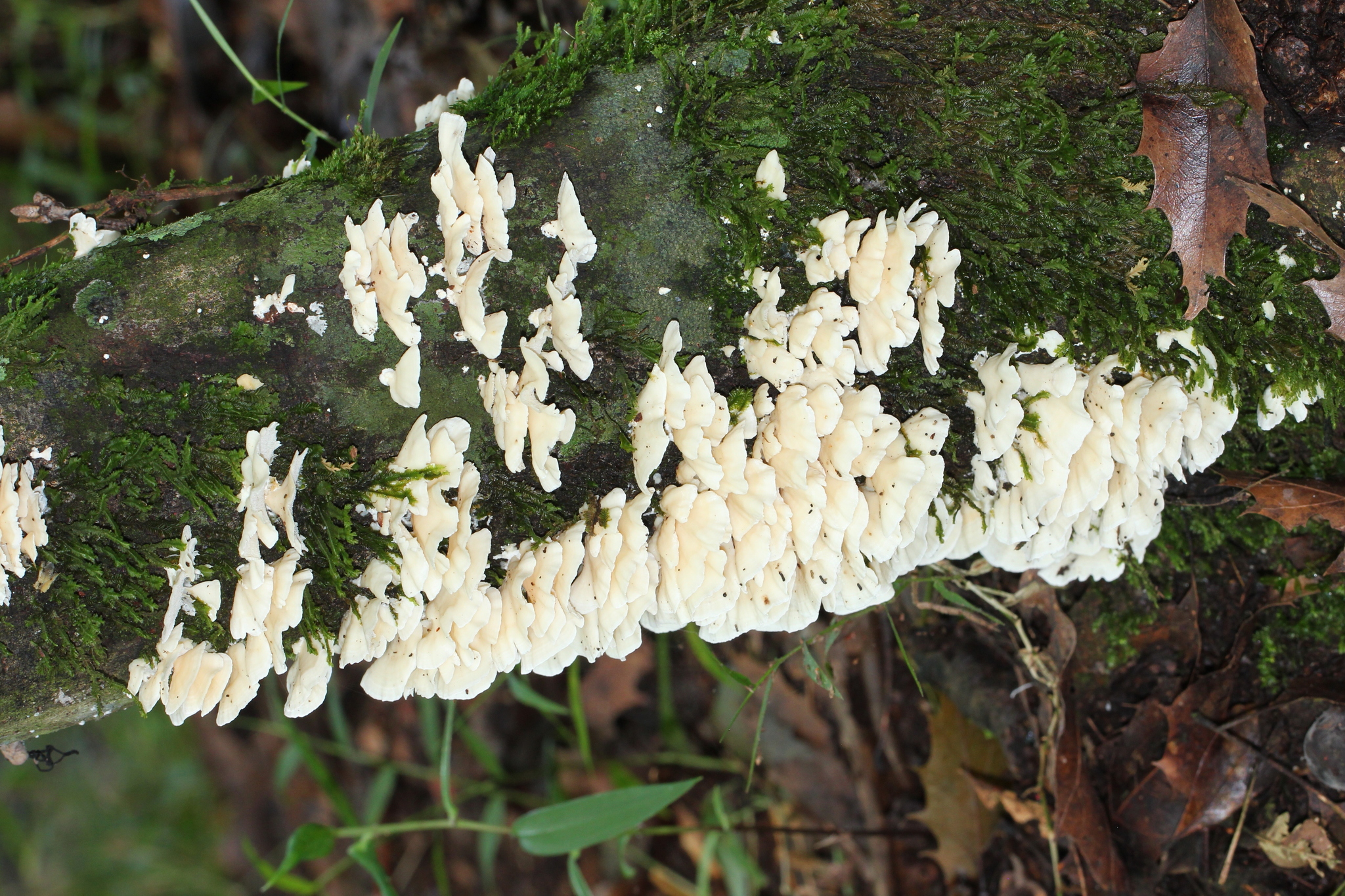 Trametes membranacea image