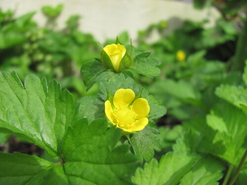 Yellow-flowered strawberry (Potentilla indica)