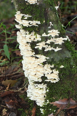 Trametes membranacea