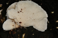 Trametes membranacea