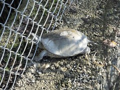 Emys orbicularis persica