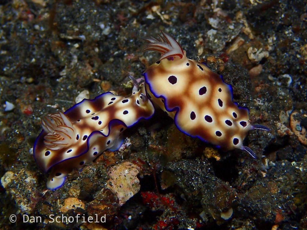 Tryon's Hypselodoris