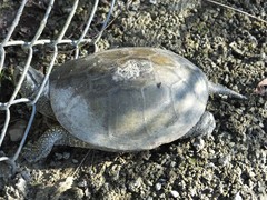 Emys orbicularis persica