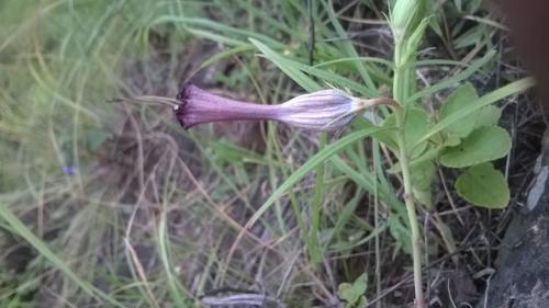 Ceropegia mahabalei