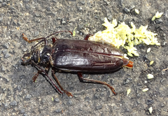 Anthracocentrus capensis