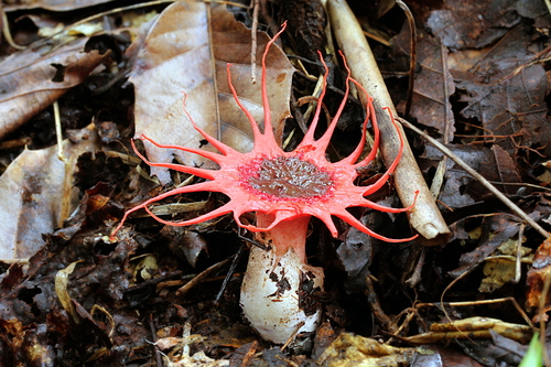 anemone stinkhorn fungus (Aseroe rubra)