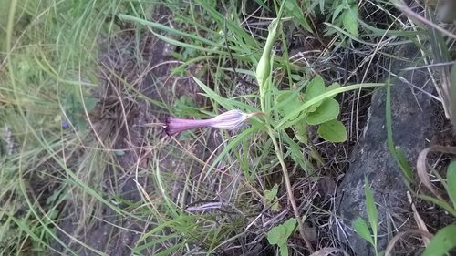 Ceropegia mahabalei