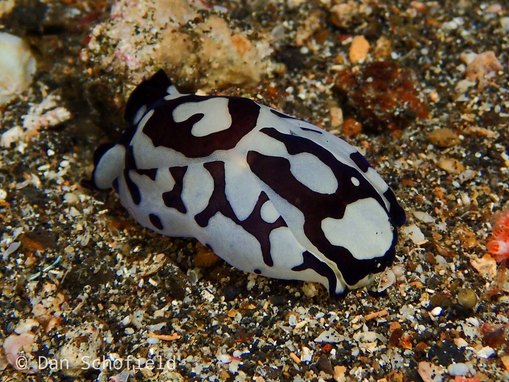 Pilsbry's Head Shield Slug