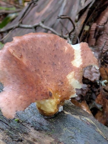 Omphalotus japonicus