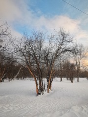 Crataegus chlorosarca