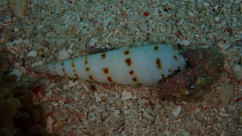 Oxymeris felina observed 2025-09-19