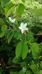 Bauhinia acuminata