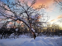 Crataegus chlorosarca