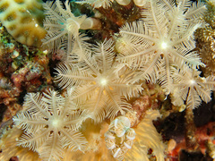 Clavularia