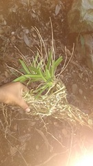 Taprobanea spathulata