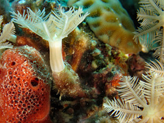 Clavularia