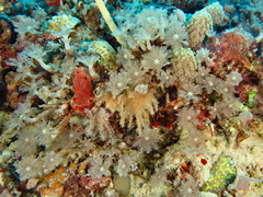 Clavularia