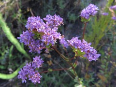 Pseudoselago subglabra