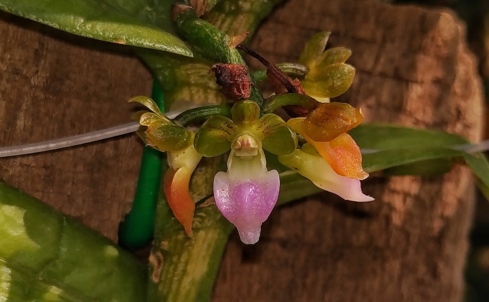 Pelatantheria