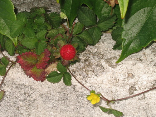Yellow-flowered strawberry (Potentilla indica)