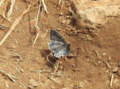 Rheumaptera hastata thulearia