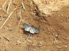 Rheumaptera hastata thulearia