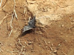 Rheumaptera hastata thulearia