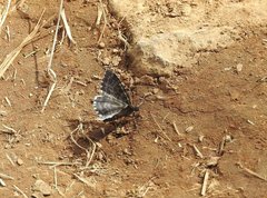 Rheumaptera hastata thulearia