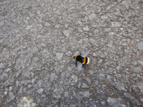 Buff-tailed bumblebee