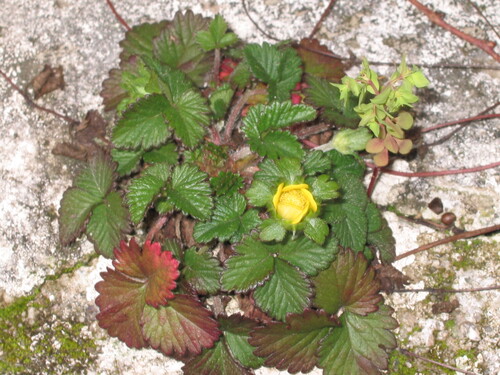 Yellow-flowered strawberry (Potentilla indica)