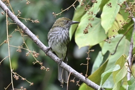 Streaked Bulbul (Ixos malaccensis), photo 6