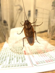 Periplaneta americana