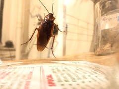 Periplaneta americana