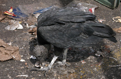 Coragyps atratus