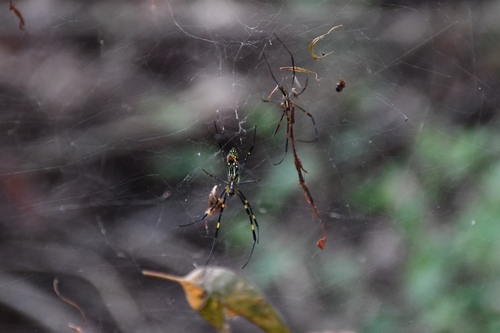 Joro Spider