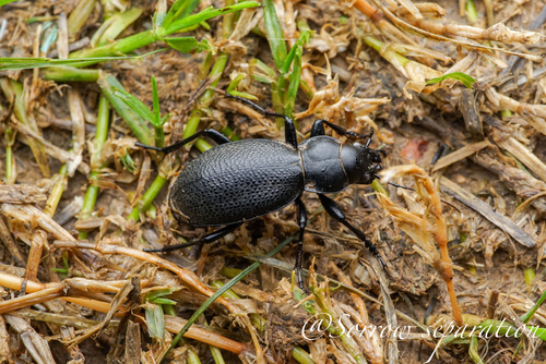 Carabus brandti