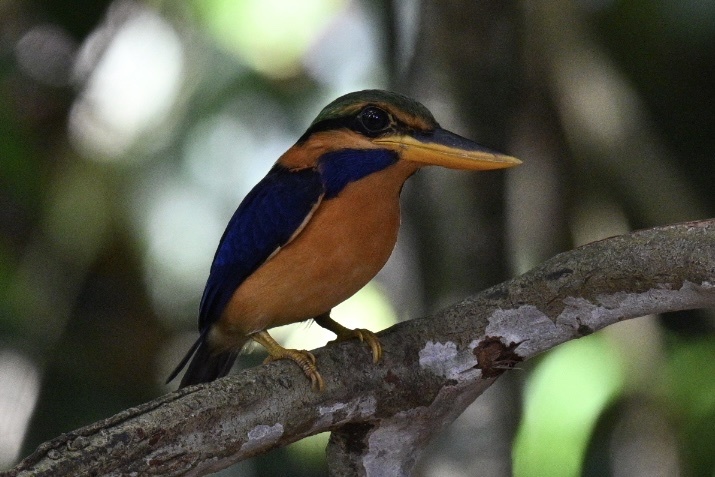 Rufous-collared Kingfisher (Actenoides concretus), photo 4