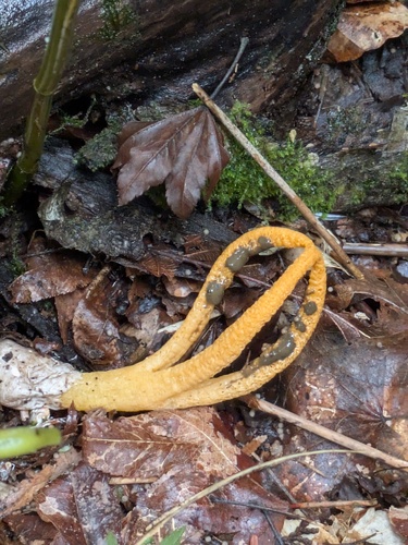 Pseudocolus fusiformis