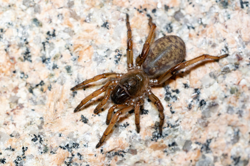 Iberesia castillana