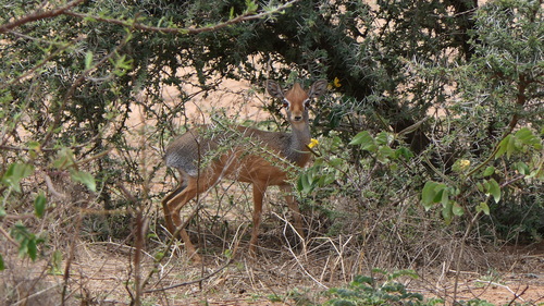 Madoqua saltiana phillipsi